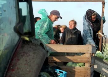 Чи будемо з борщем? Аграрії Дніпропетровщини закінчують збирати овочеві та готуються до зими