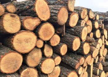 Мешканець Марганця продав неіснуючої деревини на десятки тисяч гривень