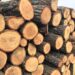 Мешканець Марганця продав неіснуючої деревини на десятки тисяч гривень