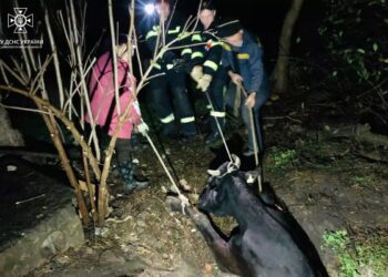 На Криворіжжі рятувальники  дістали корову з глибокої ями