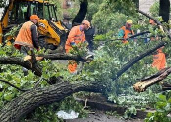 У Дніпрі через шквальний вітер повалено більше 40 дерев