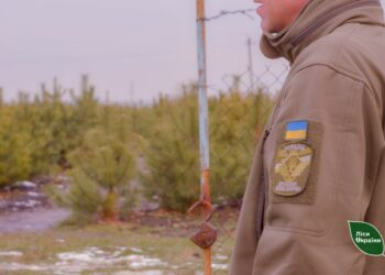 Лісівники області попереджають про покарання за незаконний зруб ялинок