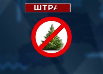 У філіях Східного лісового офісу патрулюватимуть у посиленому режимі новорічні плантації