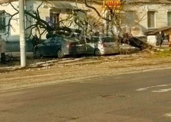 У Дніпрі на припарковані автівки впало дерево