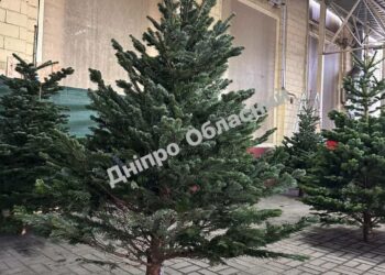 У Дніпрі на “Озерці” вже почали продавати “багаті” ялинки з Данії