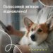 Офіційно від “Київстар”: розпочалося включення голосового зв’язку по всій Україні