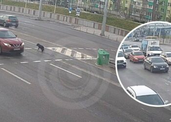 У Дніпрі авто збило дівчинку, яка вибігла на дорогу за собакою (ВІДЕО)