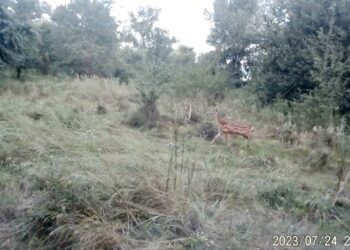 Дніпровськими лісами прогулювався японський олень (ВІДЕО)