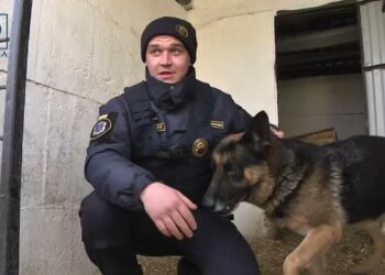 Собаки на службі в Нацгвардії – репортаж з кінологічного загону