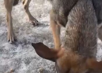 У Дніпрі жінка викинула собаку на мороз (ВІДЕО)
