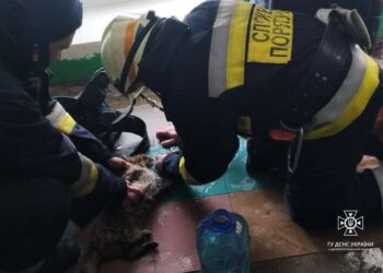 На пожежі у Дніпрі врятували котика