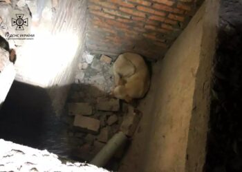 У Дніпрі визволили з пастки двох песиків