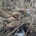 Хвилинка добра: у Дніпрі патрульні врятували травмованого хижого птаха