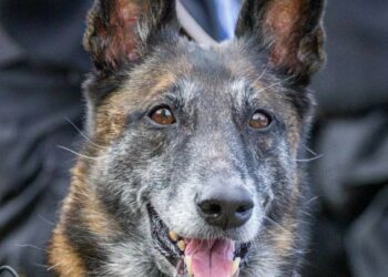 Вітаємо, Спаркі: сьогодні День народження легендарної чотирилапої пошуковиці області