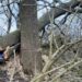 У Солонянському районі чоловіка вбило дерево, яке він намагався спиляти