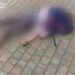 У Дніпрі чоловік випав з вікна 16-го поверха (ФОТО 18+)