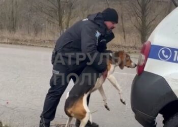 Собака біг за авто поліції: у Новомосковському патрульні врятували песика (ВІДЕО)