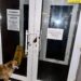 Операція “антикорупція”: у Кривому Розі невідомі “прикрасили” свинячими ратицями усі райвиконкоми міста