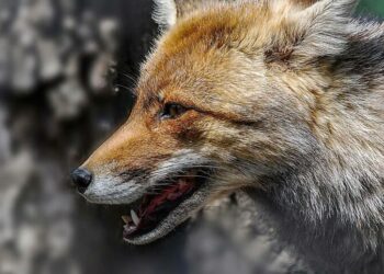 Мешканцям області дали рекомендації, як поводитися у разі нападу лисиці