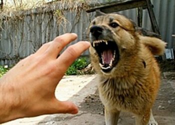 Де в області виявлено небезпечні захворювання серед тварин: оновлений список