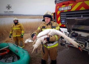 Хвилинка добра: на Синельниківщині врятували  лебедя з крижаної пастки