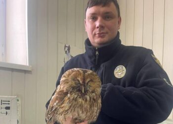 Скривавлена птаха на трасі у Кривому Розі: поліцейський врятував рідкісну сову