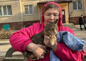 У Дніпрі кішка дві доби просиділа на височенному дереві: хто прийшов на допомогу