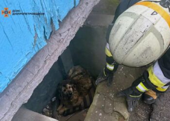 Хвилинка добра: у Дніпрі визволили песика з глибокої ями