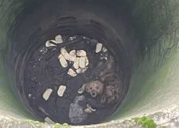 Хвилинка добра: у Кривому Розі поліцейські врятували життя песику, який тиждень просидів у глибокому колодязі