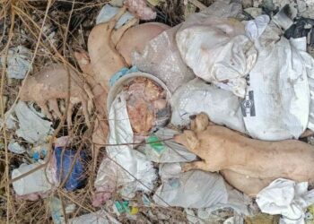 В Єлизаветівці знайшли купу мертвих свиней не березі річки: деталі