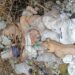 В Єлизаветівці знайшли купу мертвих свиней не березі річки: деталі