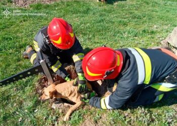 На Нікопольщині визволили двох песиків, які впали в покинутий колектор