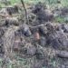 На полі в області знайшли понад 50 снарядів