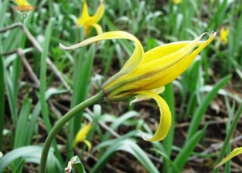 На Криворіжжі знайшли рідкісну квітку
