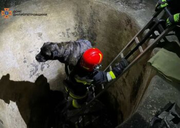 Хвилинка добра: у Покрові рятувальники дістали собаку з 3-метрового колодязя