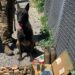 На блокпосту в області службовий пес виявив цілий арсенал боєприпасів в автівці