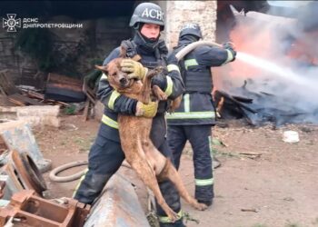 У Нікополі врятували з вогню собачку, який охороняв атаковане підприємство (ВІДЕО)