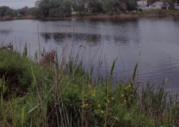 У Дніпрі фахівці досліджували воду з озера «Курячого»: результати