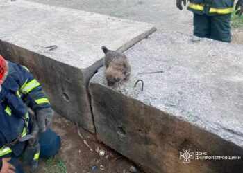 Хвилинка добра: у Тернівці визволили цуценя з бетонної пастки