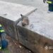 Хвилинка добра: у Тернівці визволили цуценя з бетонної пастки