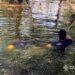 У Дніпрі знайшли тіло потопельника у штучній водоймі