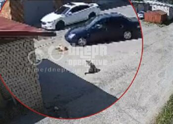У Дніпрі нелюд на Mitsubishi безжально задавив собаку: моторошне відео