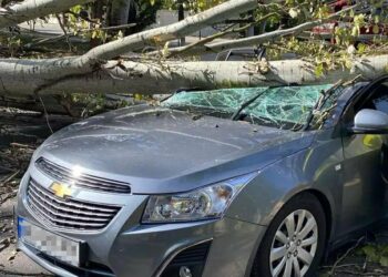 На Нікопольщині величезне дерево впало на авто з пасажирами