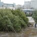У Дніпрі визначили місця продажу новорічних ялинок