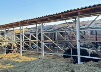 На конефермі у Єлизаветівці розповіли про порятунок тварин під час пожежі