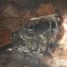 У Підгородному заарештували чоловіка, який спалив автівку знайомого