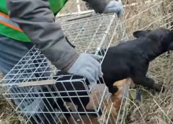 У Павлограді врятували песика, якого викинули у глибоку яму (ВІДЕО)