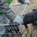 У Павлограді врятували песика, якого викинули у глибоку яму (ВІДЕО)
