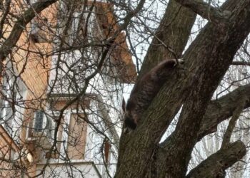 У Нікополі зняли з дерева екзотичну тварину, яка втекла від господаря