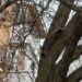 У Нікополі зняли з дерева екзотичну тварину, яка втекла від господаря